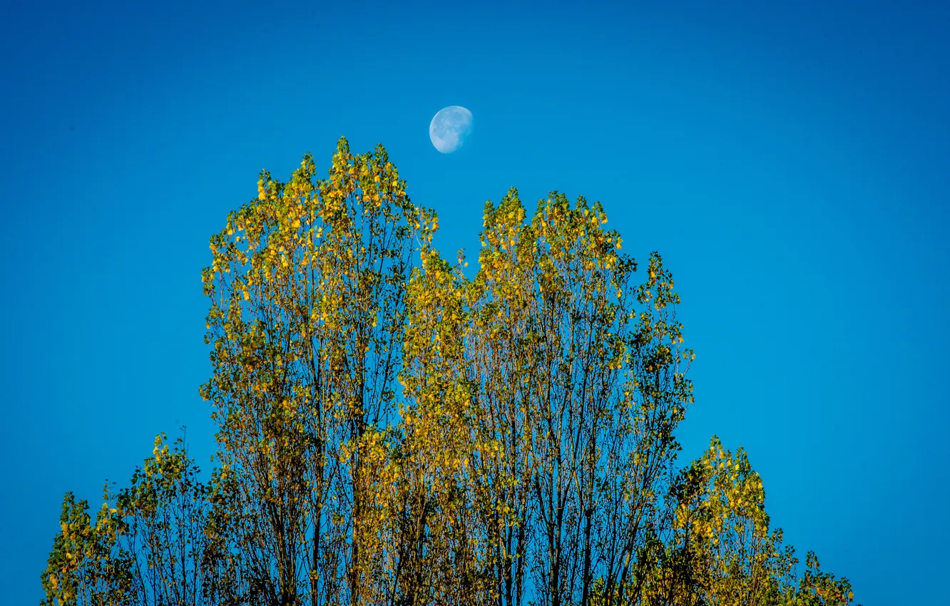 Фото обои осень, небо, листья, деревья, луна
