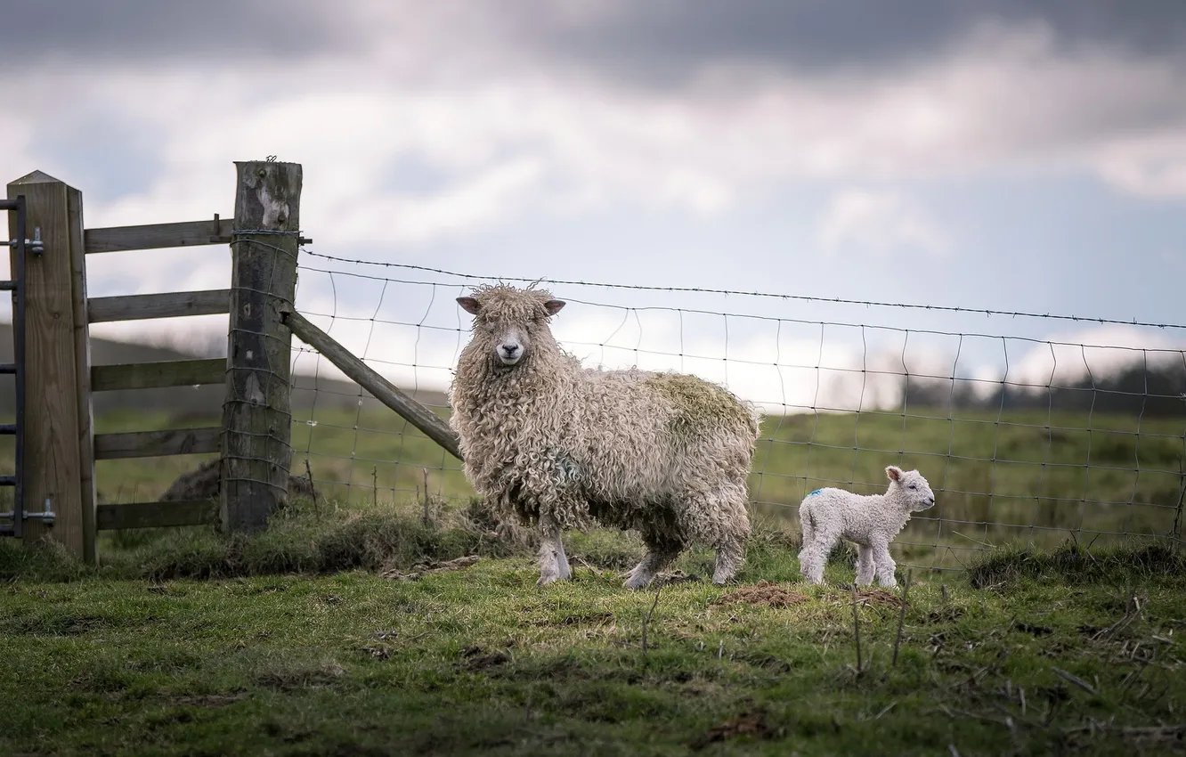 Фото обои природа, забор, овцы