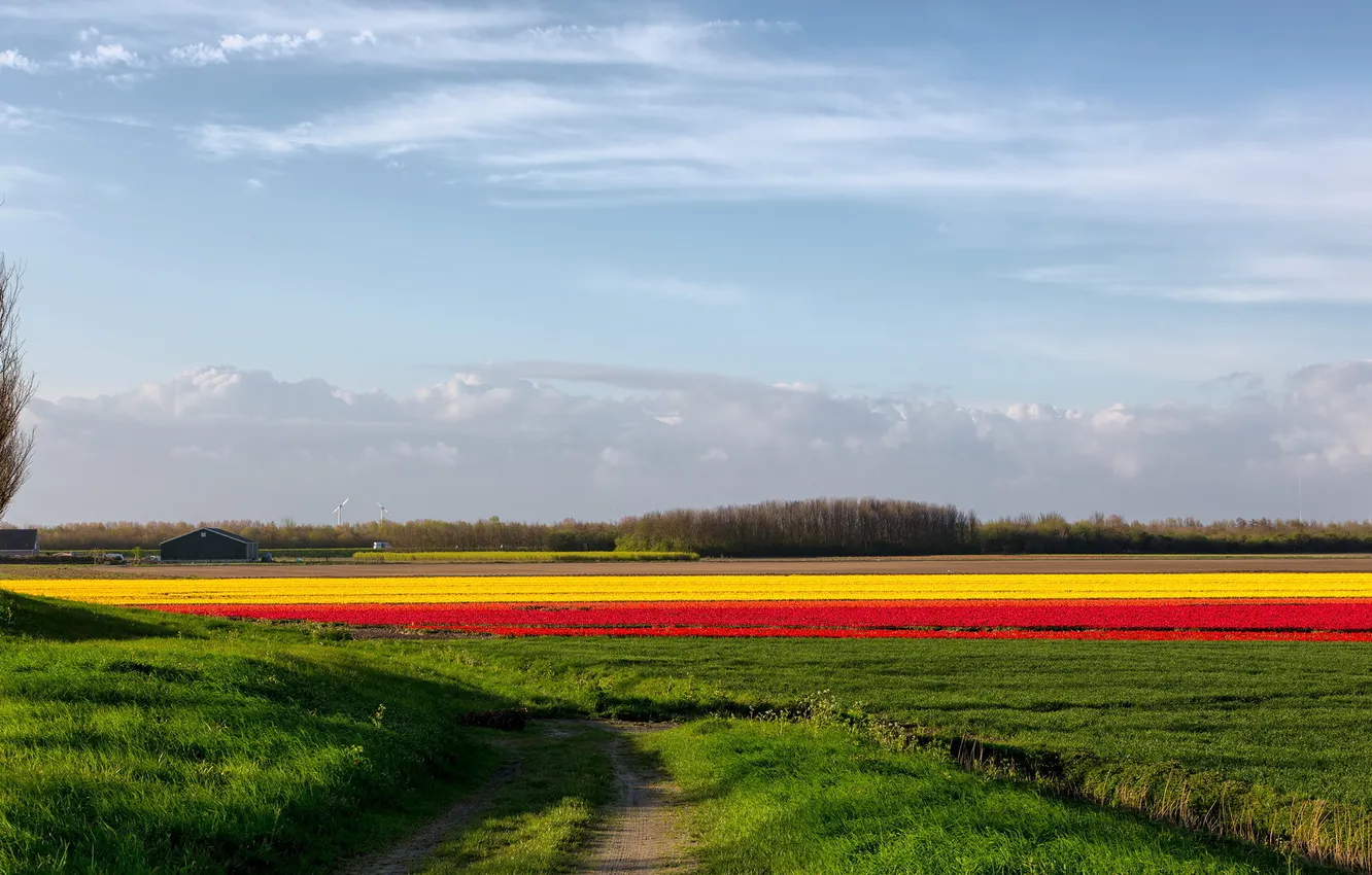 Фото обои дорога, поле, цветы, природа