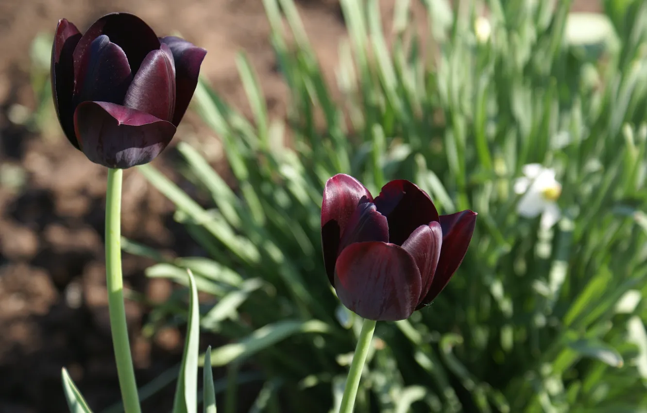 Фото обои весна, май, тюльпаны