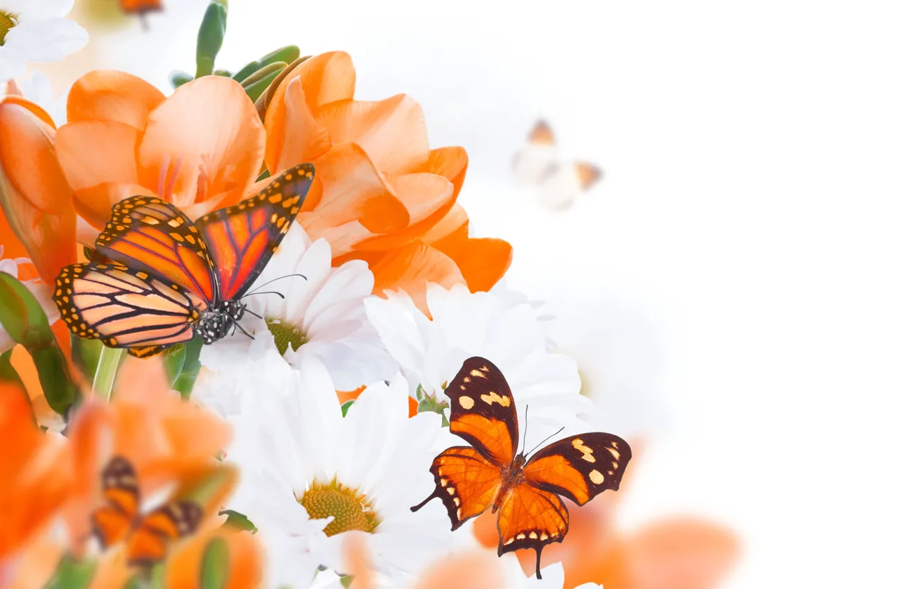 Фото обои бабочки, цветы, бутоны, веточки, белые хризантемы, оранжевые цветочки