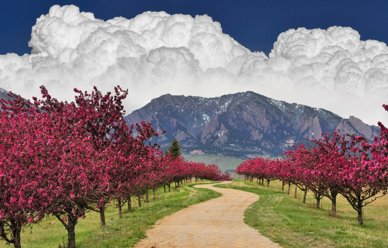 Фото обои дорога, небо, облака, деревья, горы, цветущее