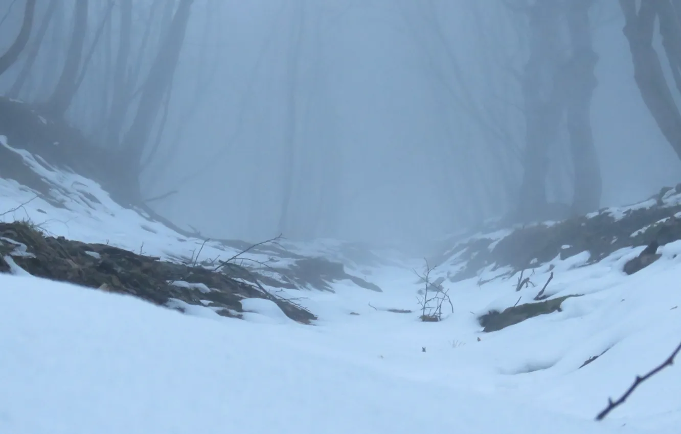 Фото обои зима, лес, снег, деревья, природа, туман, Россия, Ставропольский край