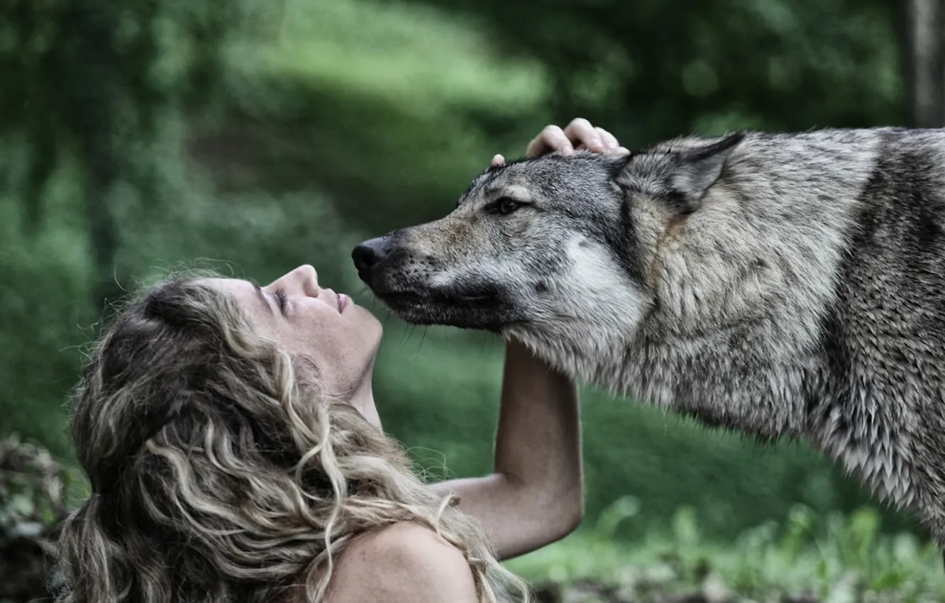 Фото обои nature, snow, predator, face, animal, wolf, wildlife, portrait