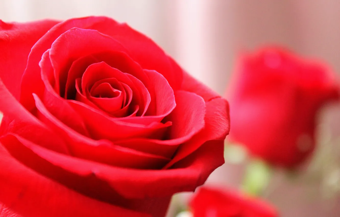 Фото обои макро, фон, обои, Роза, красная роза, лепестки роз, розы всегда красивые, крупная роза