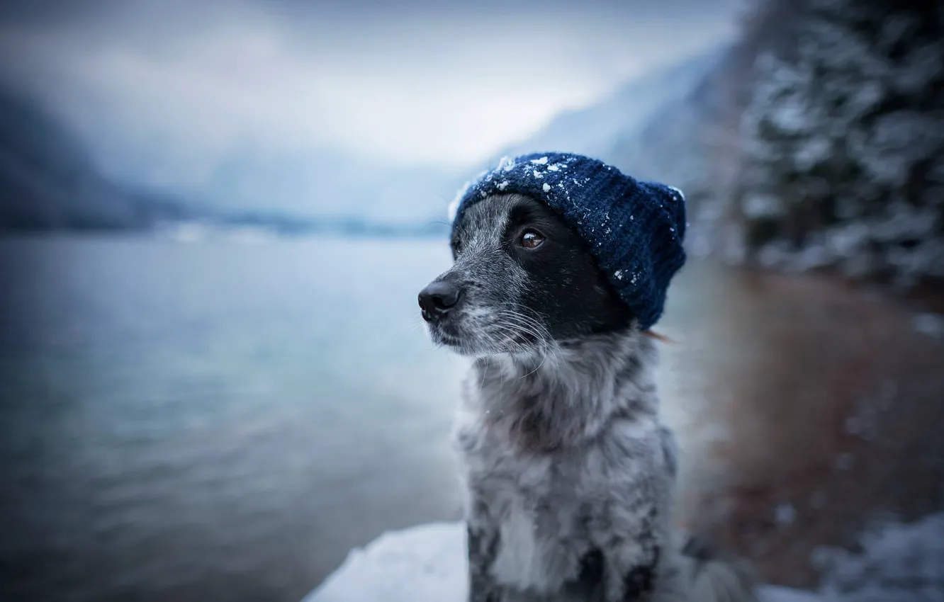 Фото обои морда, вода, снег, шапка, собака, пёс