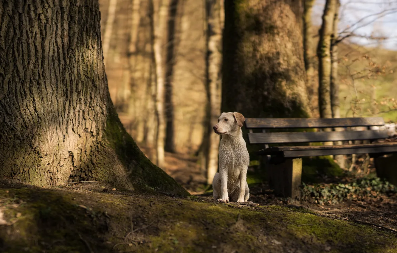 Фото обои взгляд, друг, дерево, собака, скамья