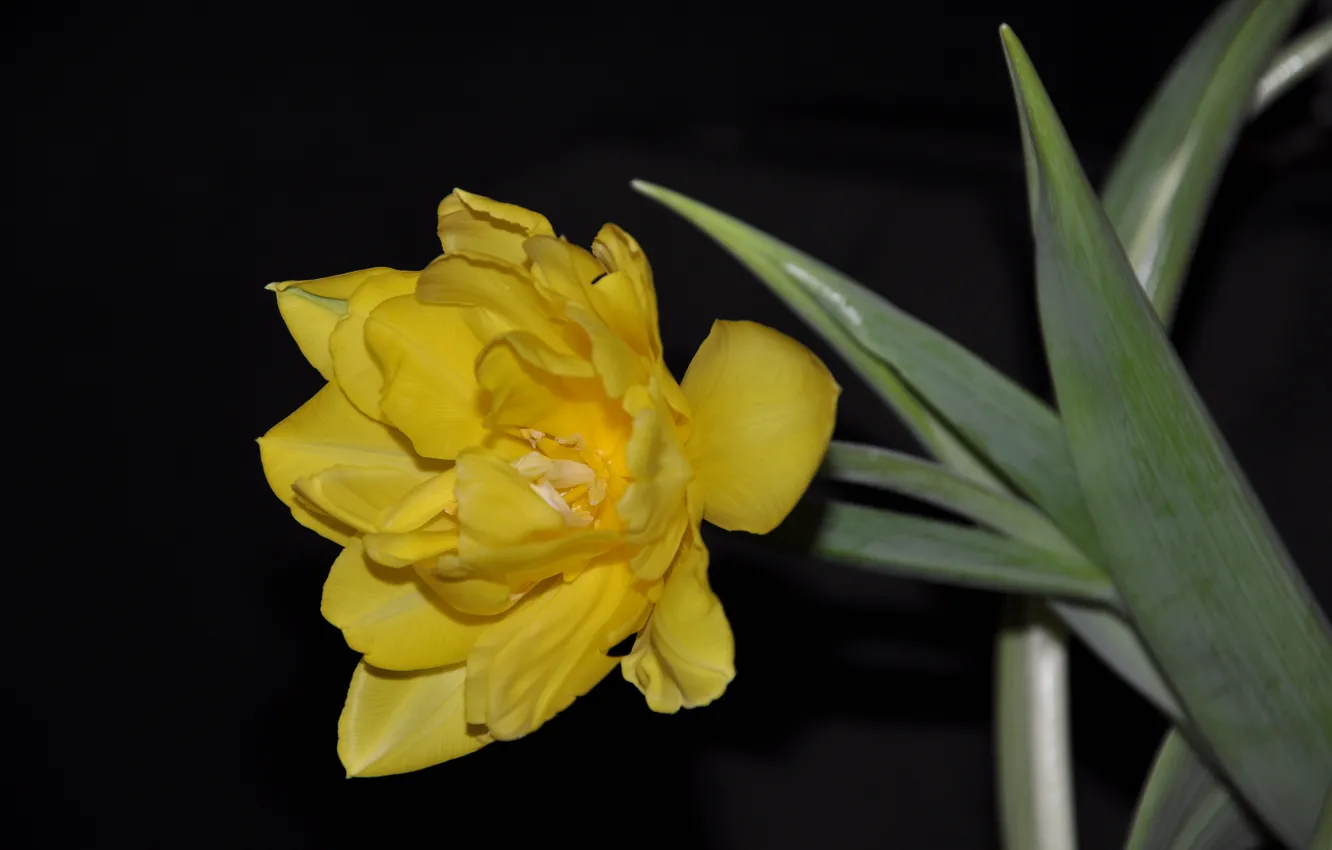Фото обои цветок, макро, желтый, тюльпан
