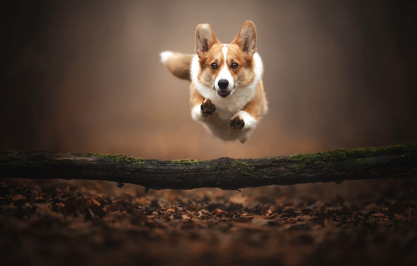 Фото обои осень, прыжок, собака, полёт, бревно, боке, опавшие листья, Вельш-корги
