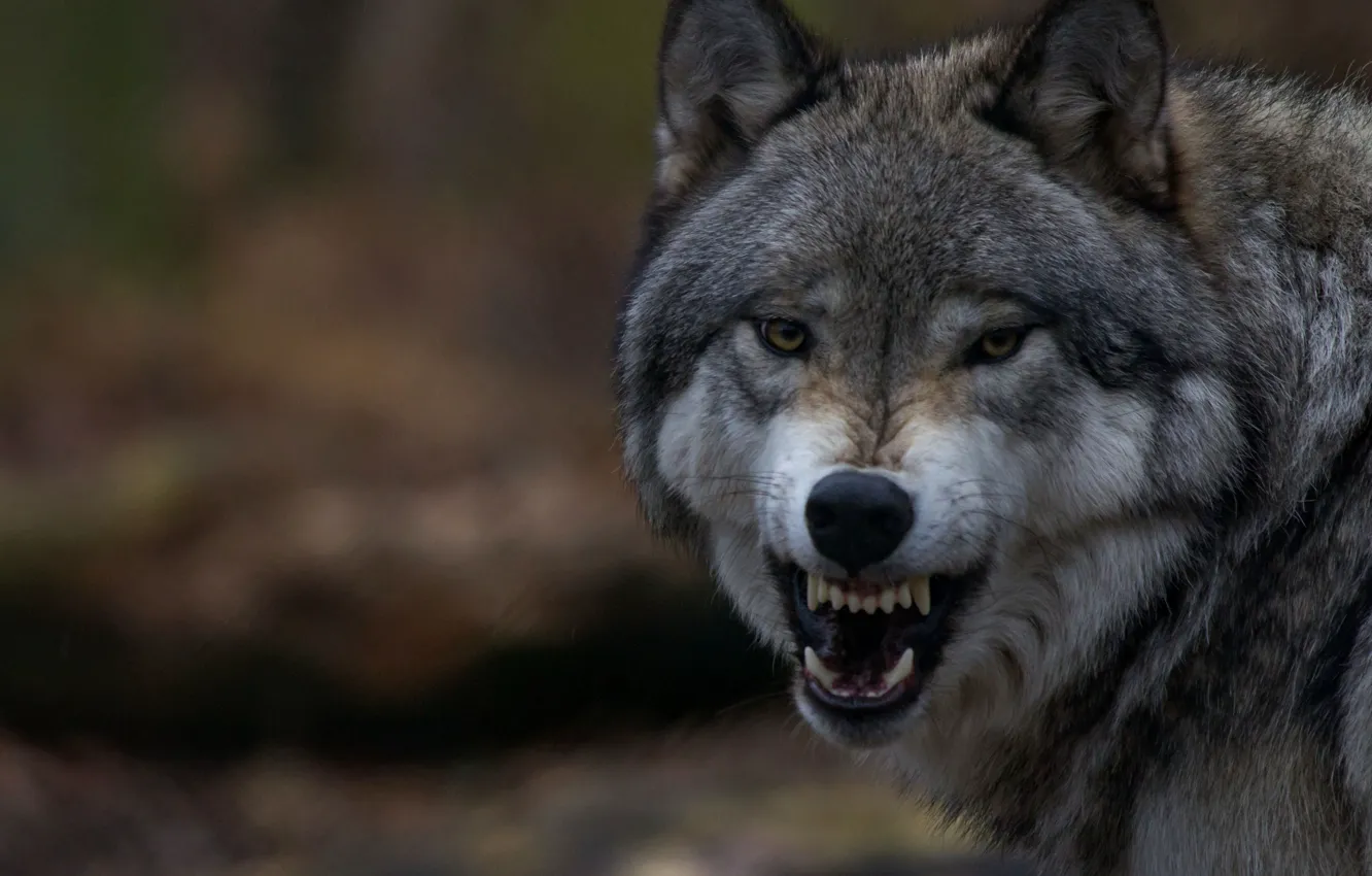 Фото обои волк, зубы, пасть, клыки, оскал, wolf, волчара