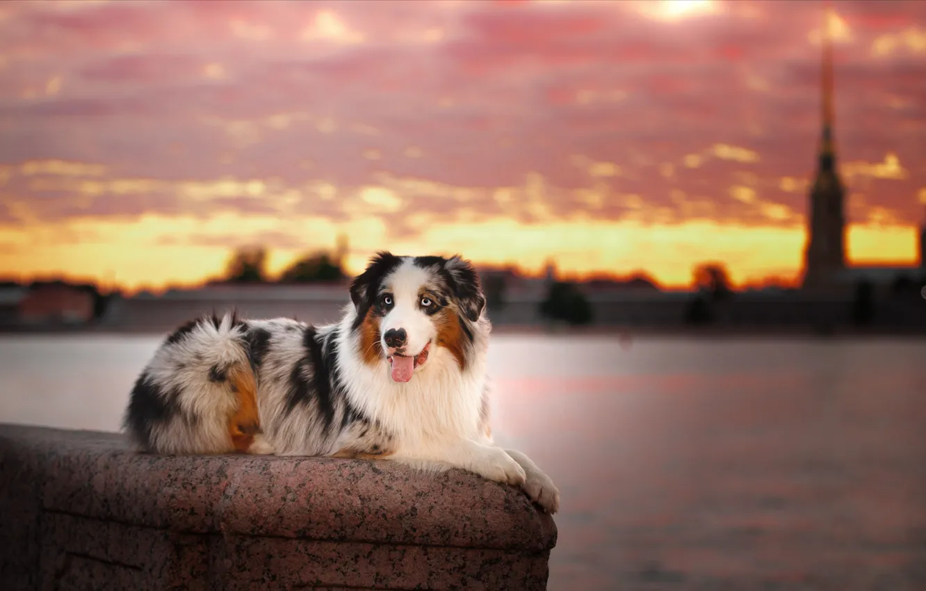 Фото обои город, река, животное, собака, Питер, Санкт-Петербург, пёс, аусси