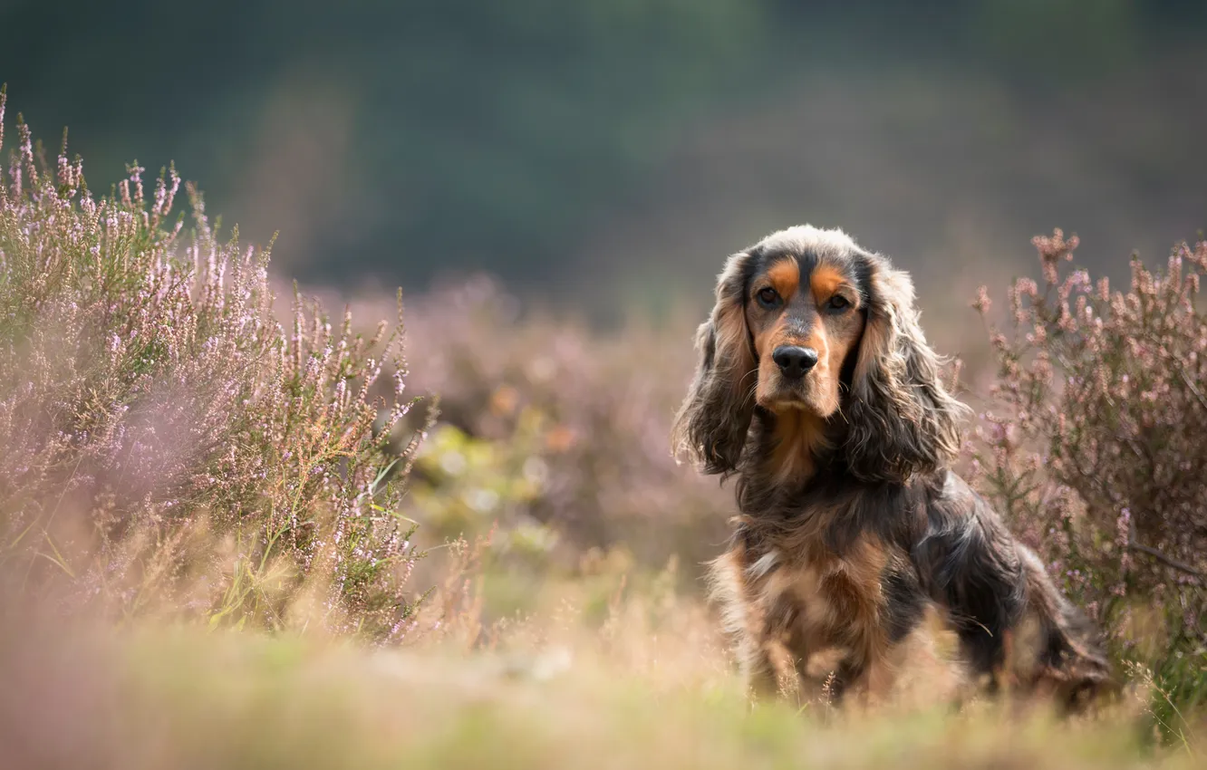 Фото обои dog, animal, cute, brown dog, canine, cocker spaniels, english cocker spaniel