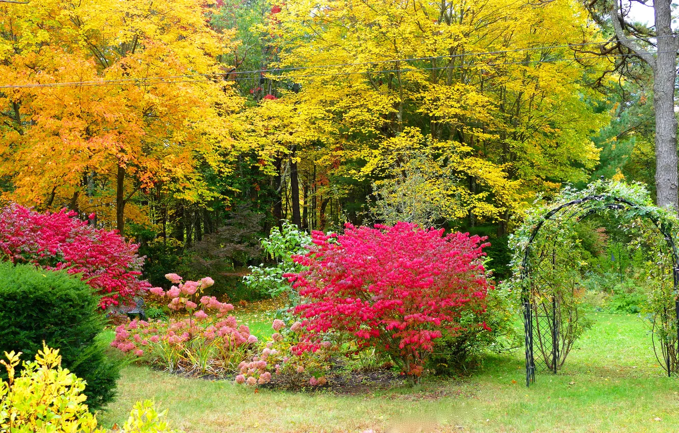 Фото обои осень, трава, деревья, парк, краски, красота, кусты