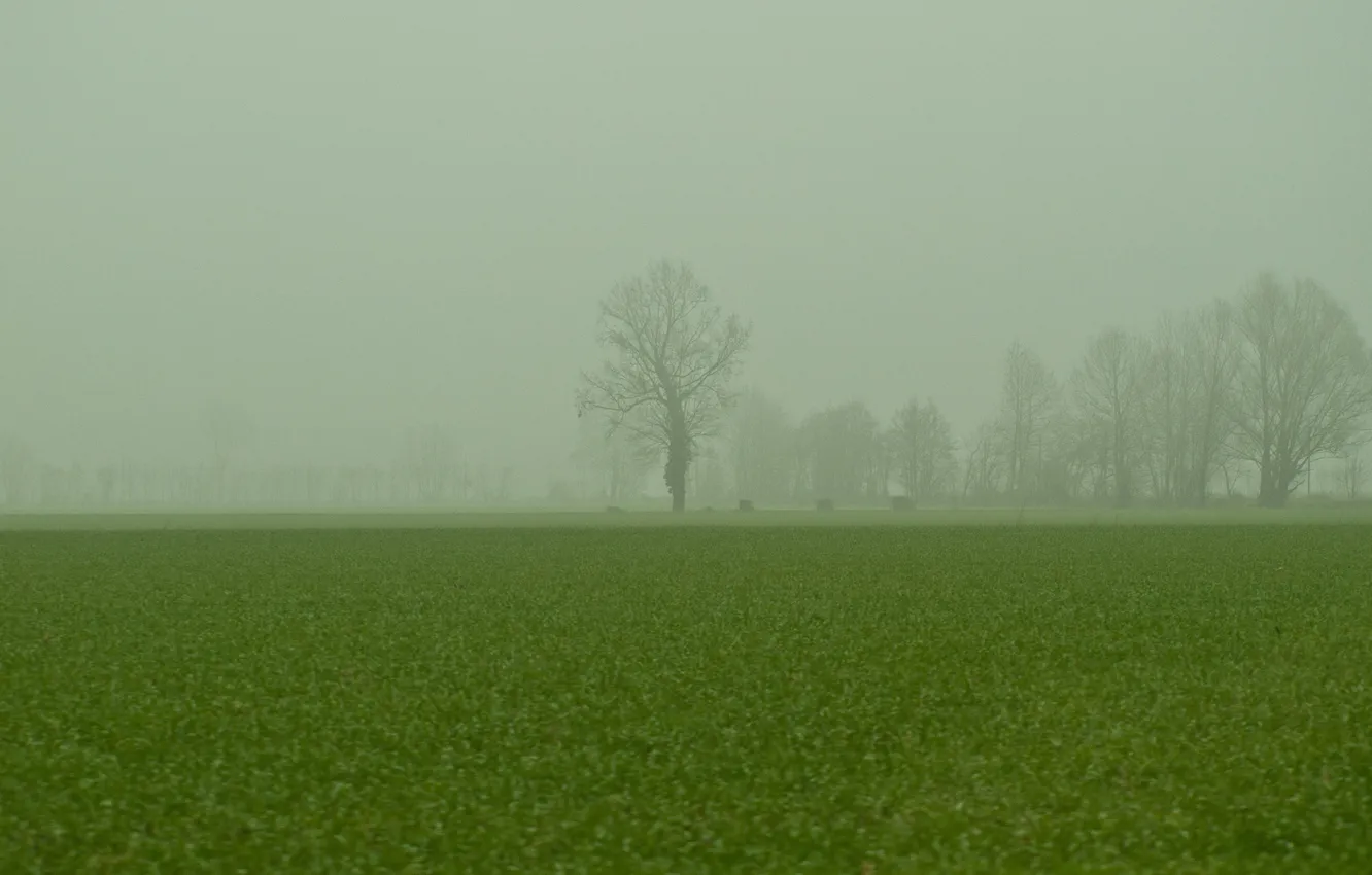 Фото обои зелень, поле, трава, деревья, природа, туман, ветви