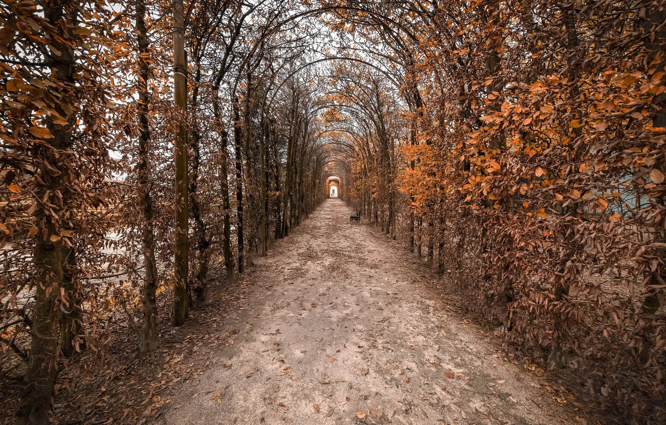 Фото обои деревья, тропа, скамья