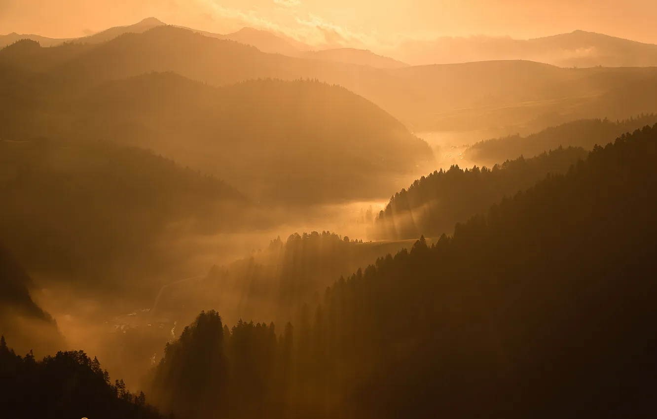 Фото обои лес, лучи, свет, туман, утро, долина