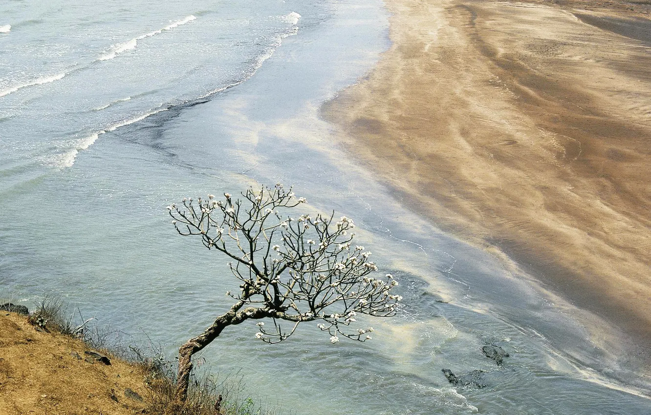 Фото обои песок, цветы, река, дерево, берег, весна, разлив