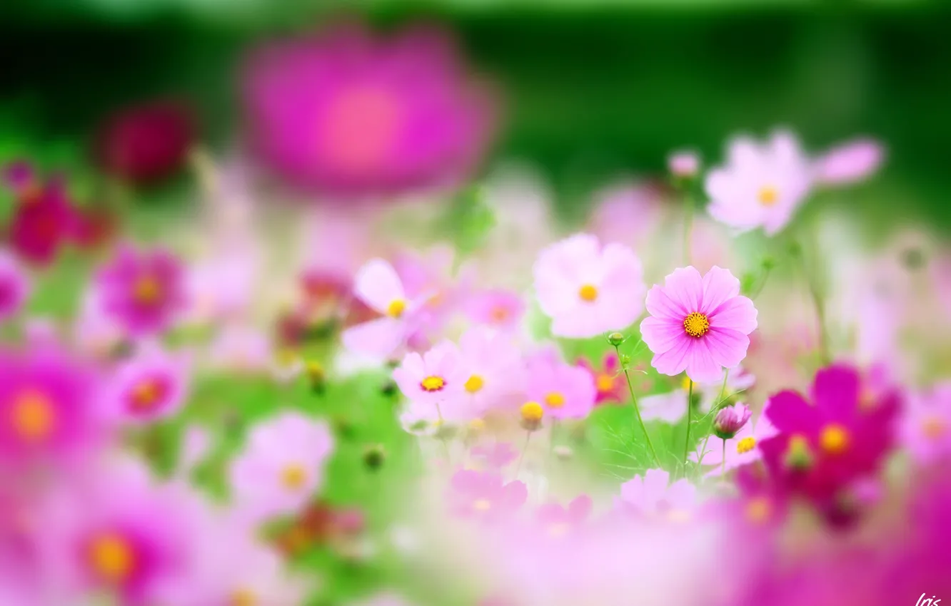 Фото обои цветы, природа, фокус, розовые, полевые, космея