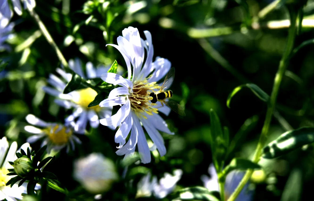 Фото обои макро, цветы, насекомые, flowers, insect, CEP4