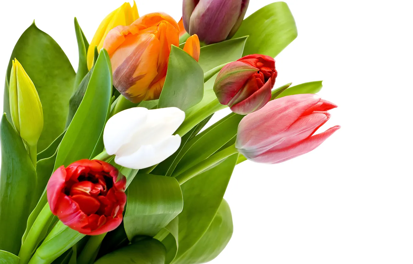 Фото обои листья, тюльпаны, белый фон, бутоны, разноцветные, крупным планом