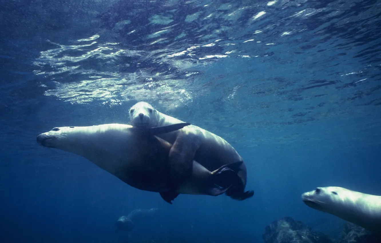 Фото обои seal, underwater, sea, ocean, fish, wedding, heat, cruise