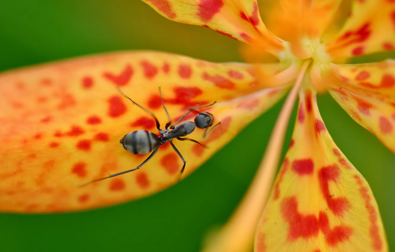 Фото обои цветок, макро, лепестки, муравей, насекомое, крапинка