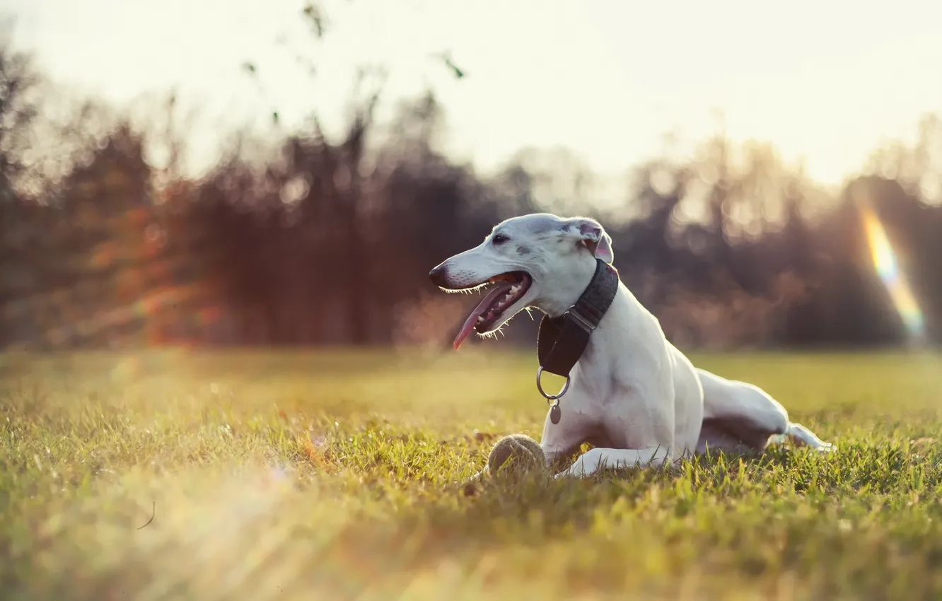 Фото обои взгляд, друг, собака