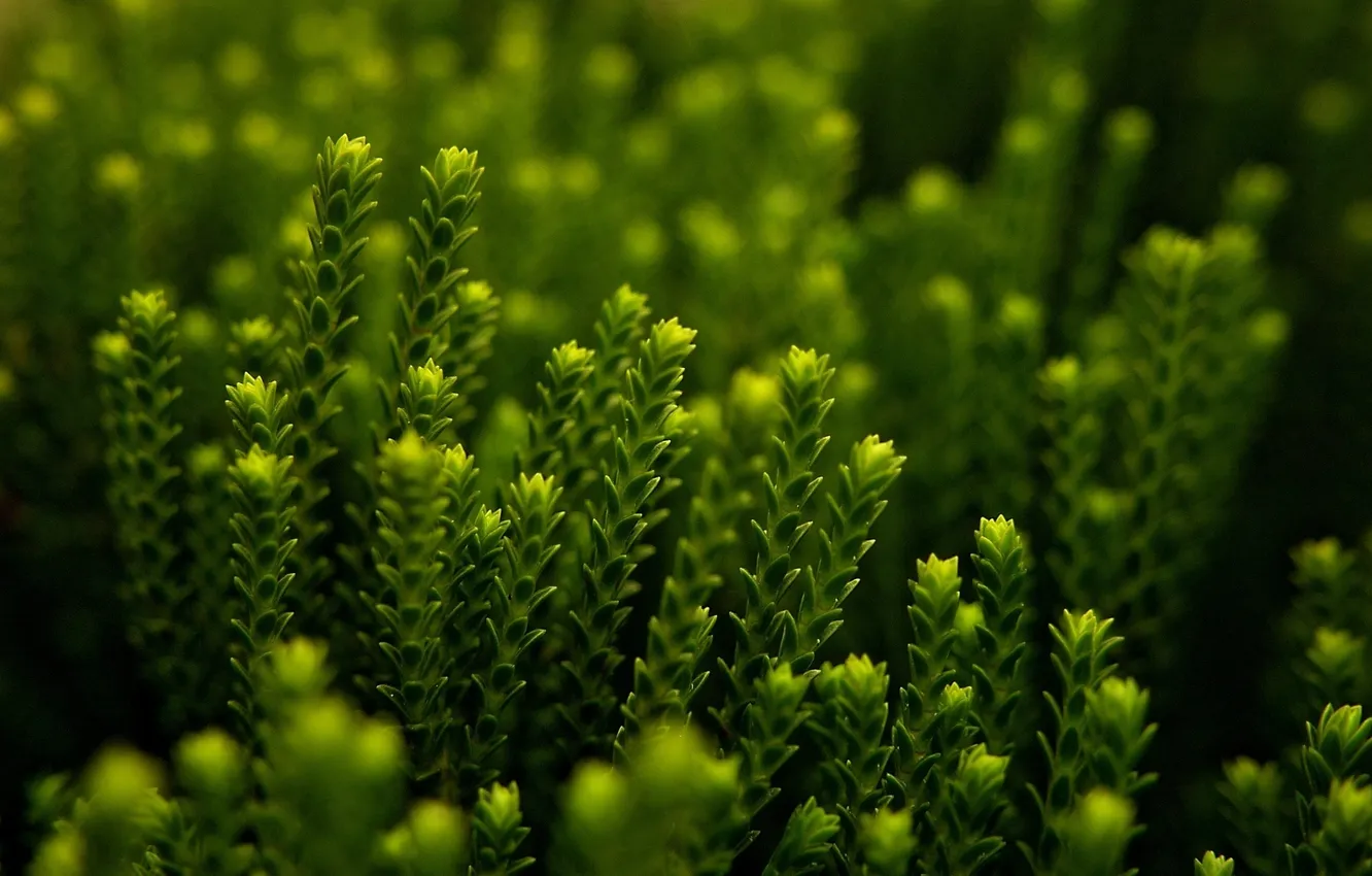 Фото обои трава, макро, зеленый