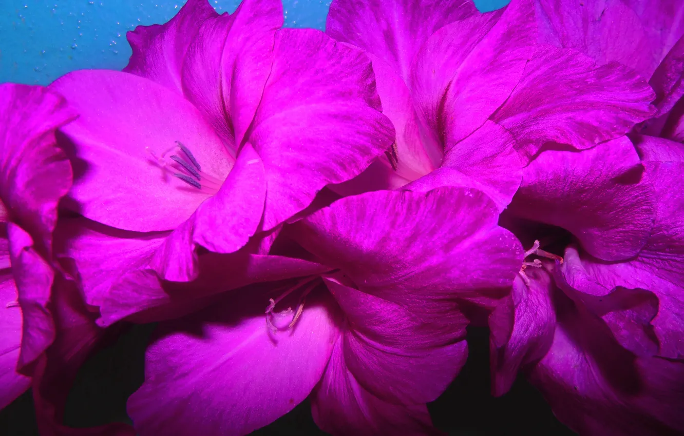 Фото обои цветы, фото, лепестки, лиловый, гладиолус