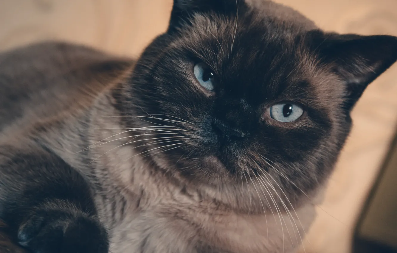 Фото обои кот, котёнок, black, cat, красавец, cool, nice, сиамская