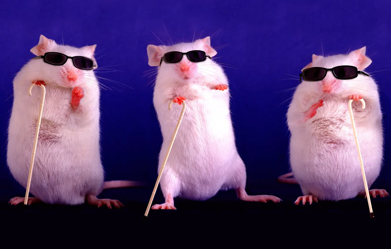 Фото обои фиолетовый, поза, фон, темный, мышь, очки, три, крысы