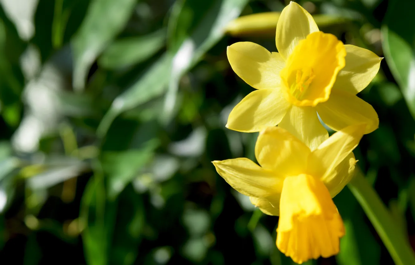 Фото обои макро, цветы, желтый, весна, широкоформатные, нарциссы