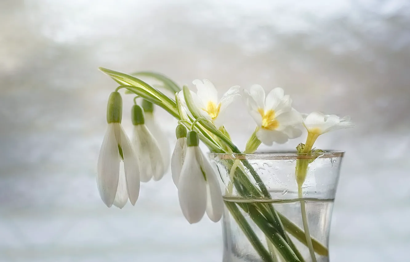 Фото обои вода, цветы, стакан, весна, подснежники, белые, светлый фон, примула