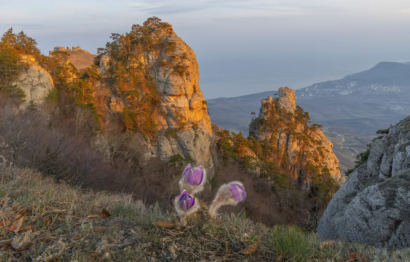 Фото обои пейзаж, цветы, природа, скалы, весна, Крым, сон-трава, прострел