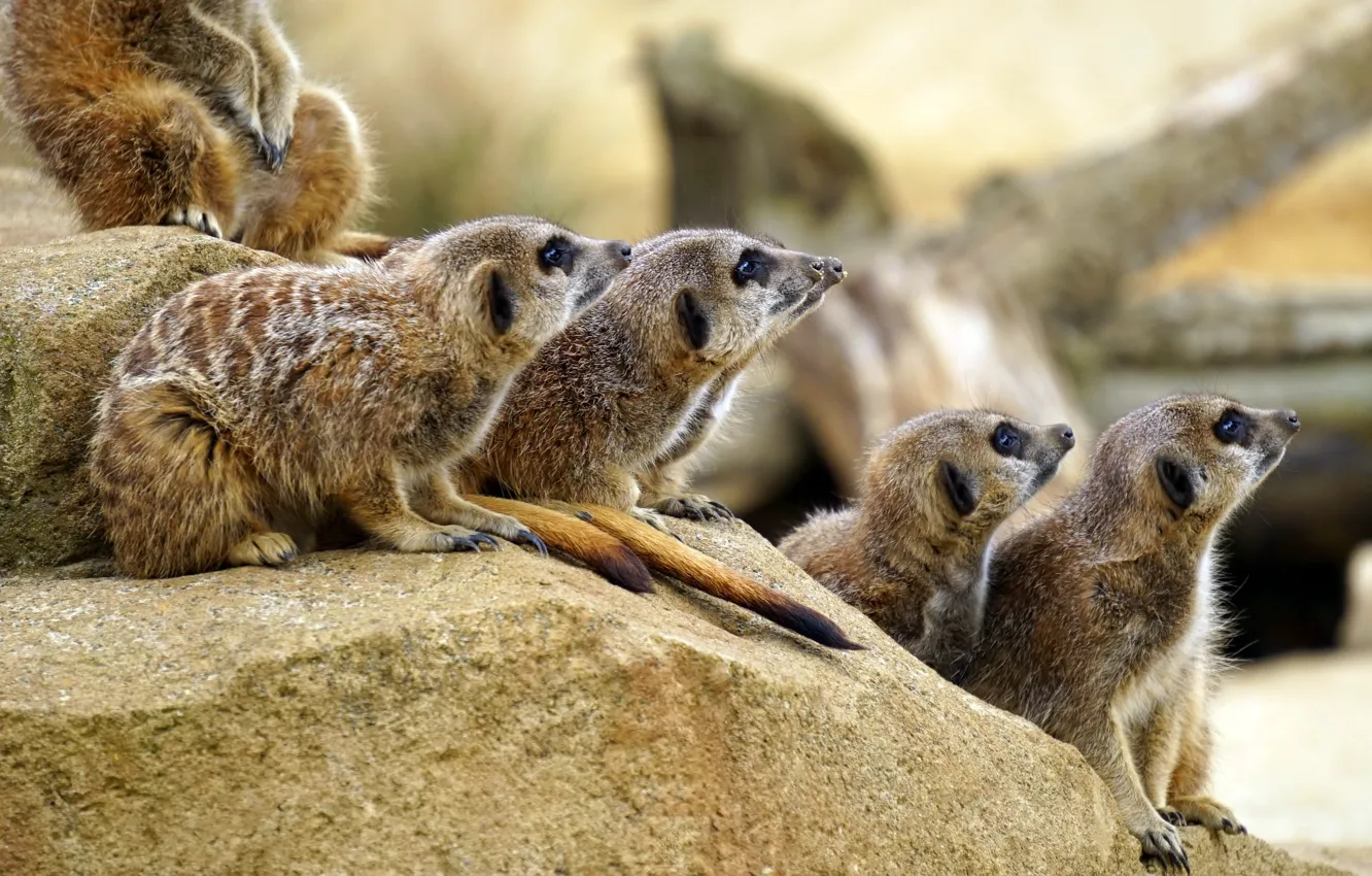 Фото обои Камень, Животные, Млекопитающие, Animals, Zoo, Сурикаты, Зоопарк, Mammals
