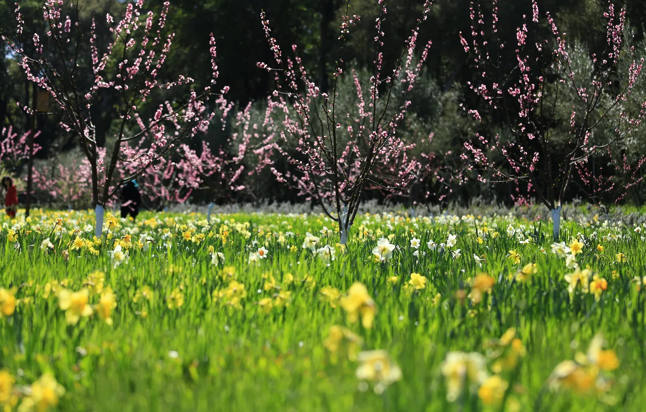 Фото обои деревья, цветы, весна, вишни, цветущие, нарциссы