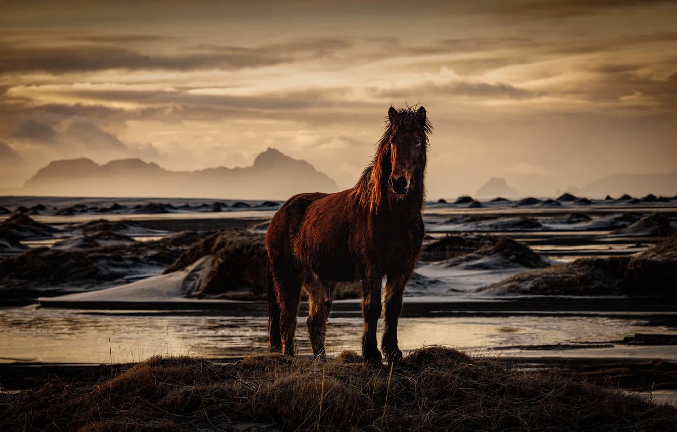 Фото обои горы, конь, лошадь, Исландия, водоем