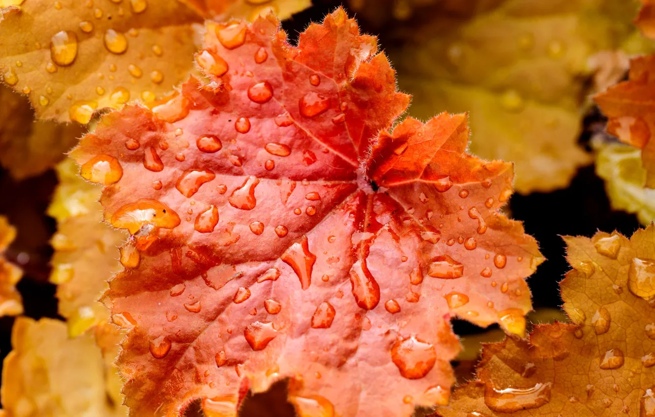 Фото обои осень, листья, вода, капли, природа, лист, капельки, желтые