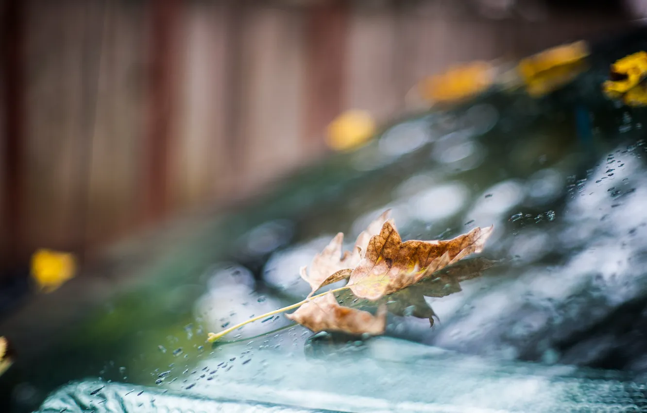 Фото обои осень, стекло, капли, лист, дождь, боке