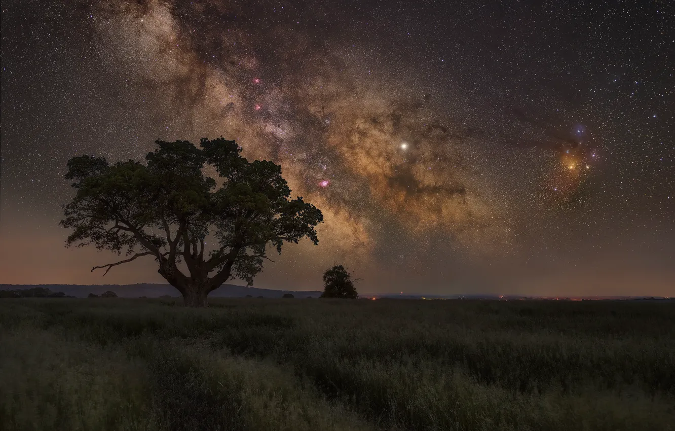 Фото обои поле, небо, звезды, ночь, дерево, Млечный путь