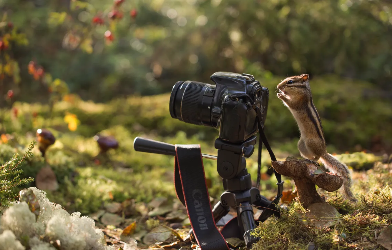 Фото обои осень, лес, природа, листва, гриб, фотоаппарат, бурундук, зверёк
