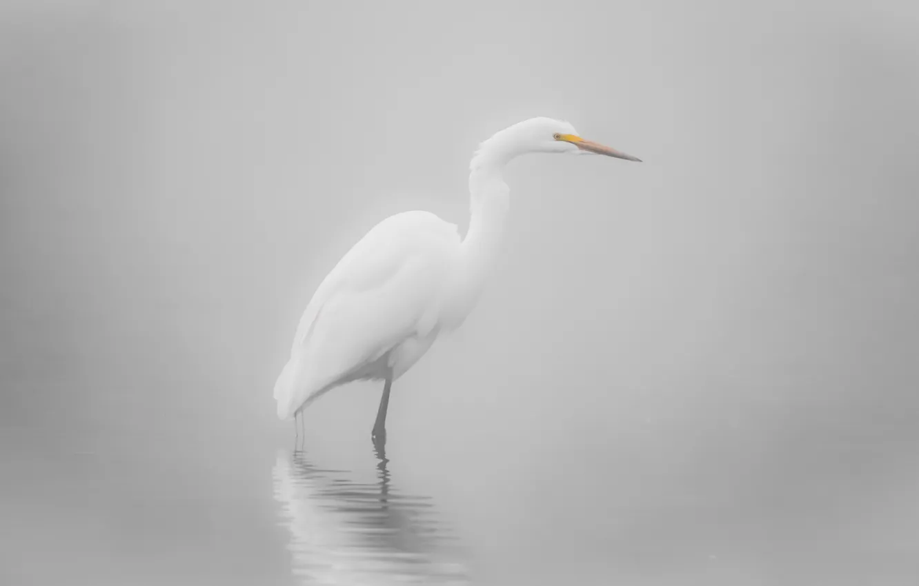 Фото обои туман, птица, белая, светлый фон, водоем, цапля