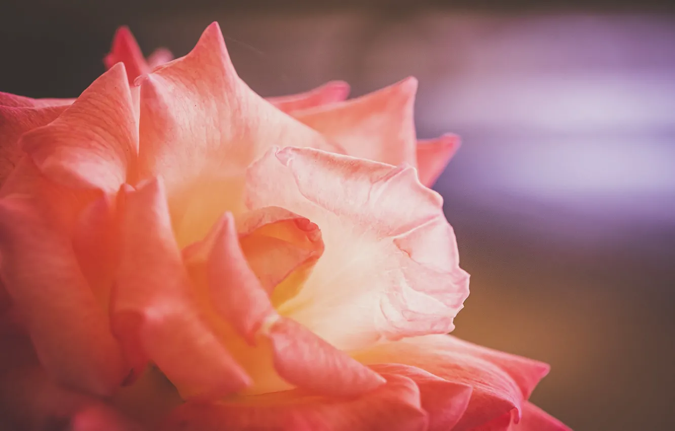 Фото обои макро, фон, роза, лепестки, Rodrigo Godinez