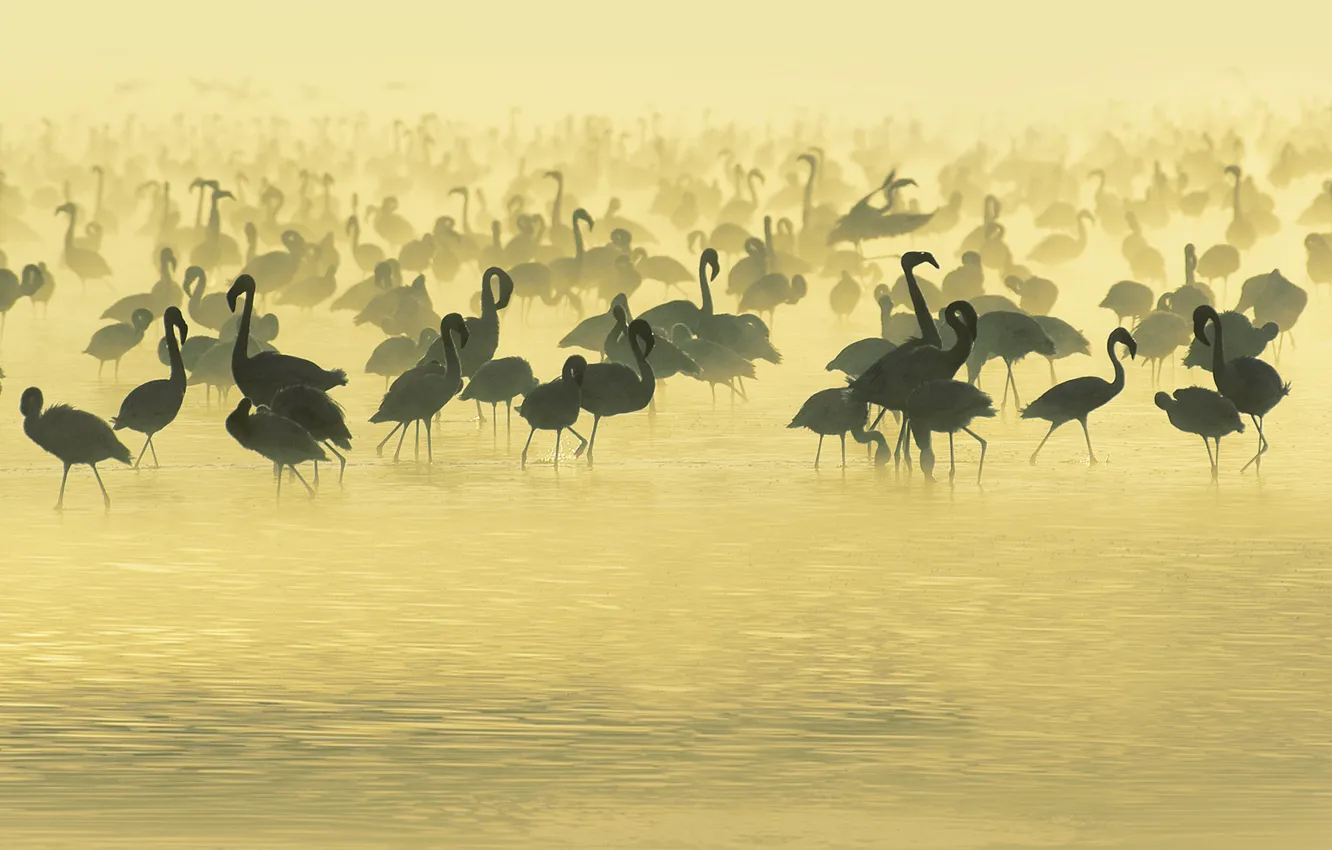 Фото обои Вода, Вечер, Туман, Птицы, Африка, Бежевый, Речка, Africa