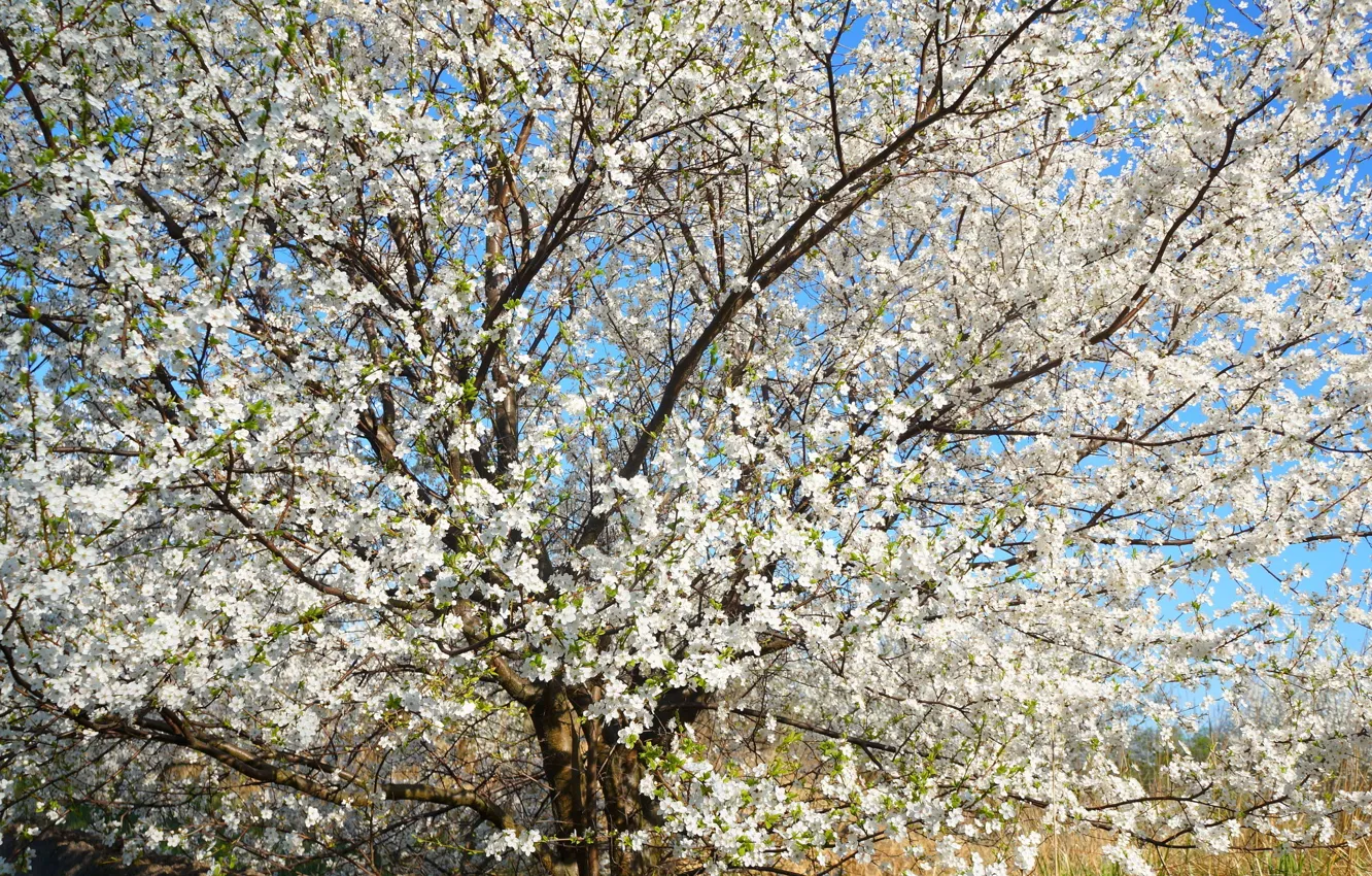 Фото обои flower, tree, spring, bloom