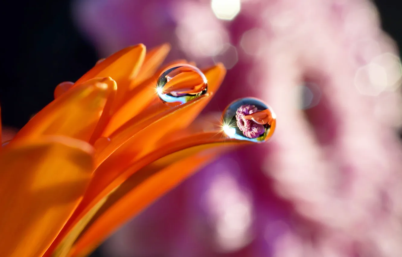 Фото обои цветок, вода, капли, роса, отражение, лепестки