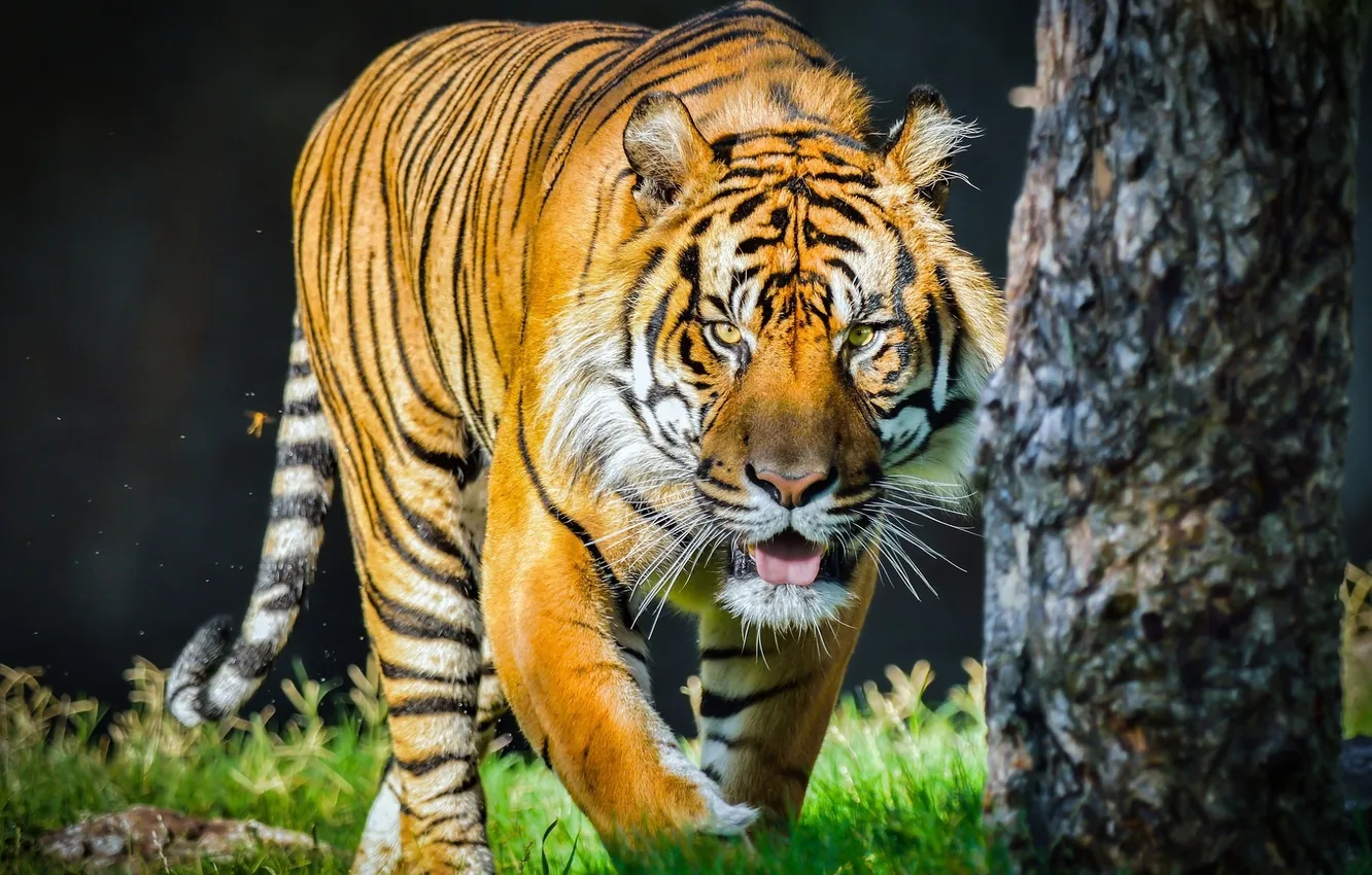 Фото обои язык, морда, тигр, хищник, дикая кошка