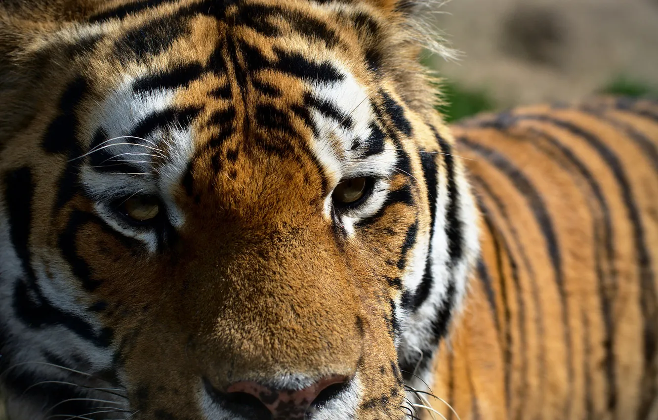 Фото обои глаза, взгляд, тигр, хищник