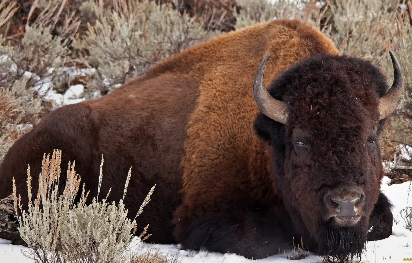 Фото обои animal, wildlife, buffalo, bison