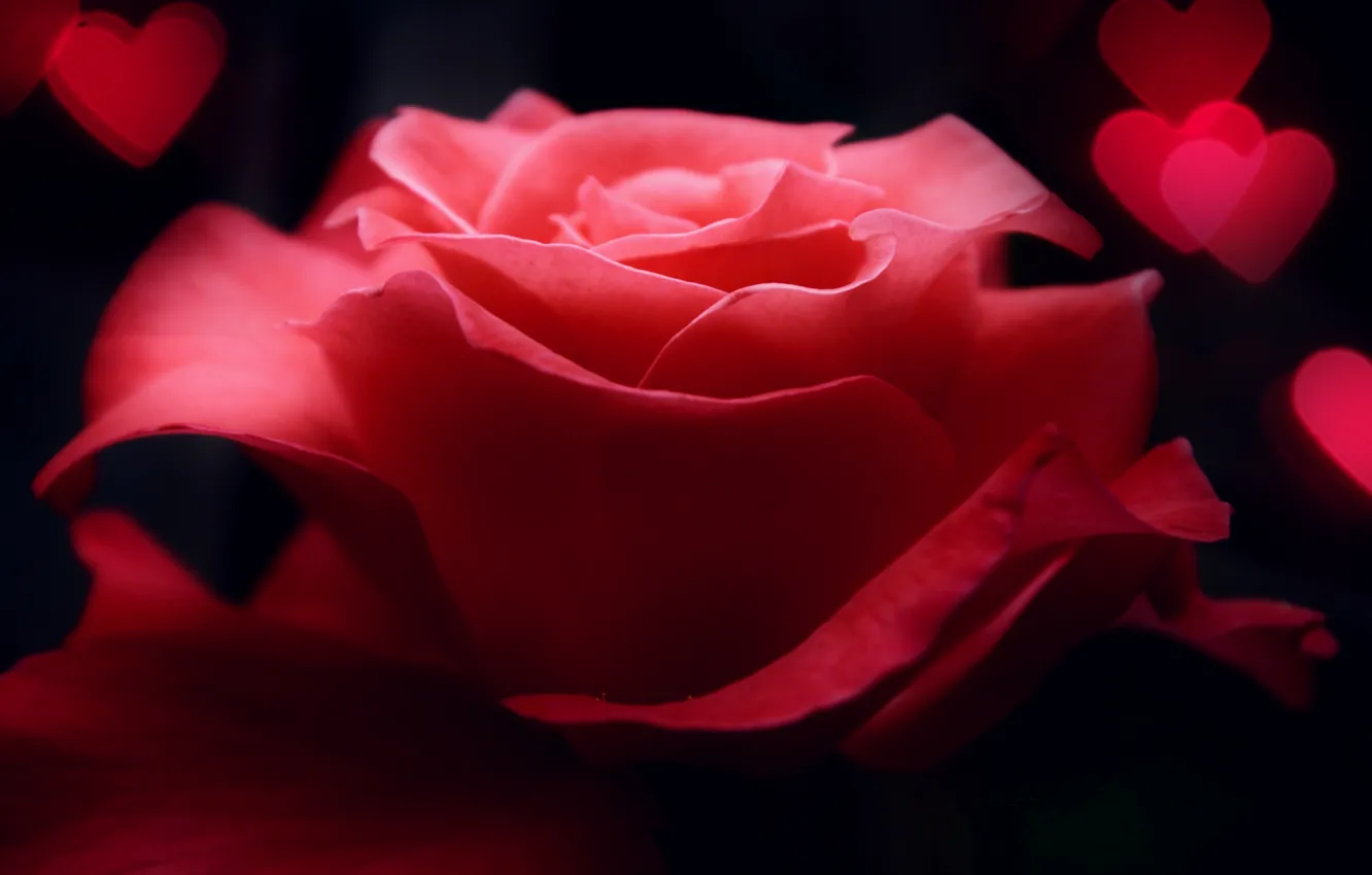 Фото обои цветок, макро, розовая, роза, сердечки
